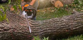 Best Tree Mulching Services  in Rockland, ME