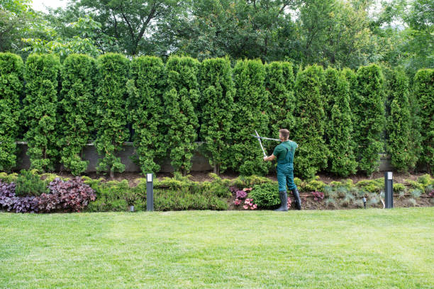 Reliable Rockland, ME Tree Services Solutions