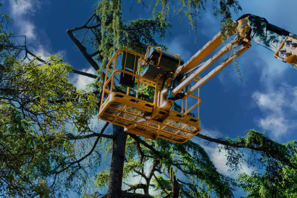 Why Choose Our Tree Removal Services in Rockland, ME?