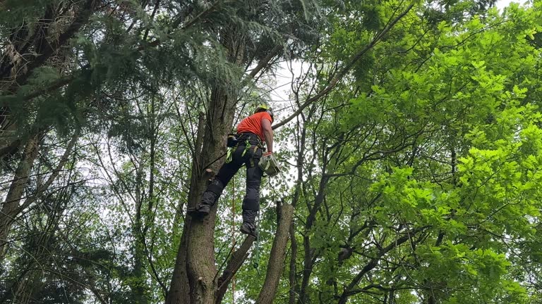 Best Tree Preservation Services  in Rockland, ME