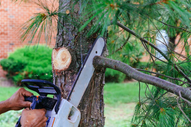 Best Tree Removal Service  in Rockland, ME